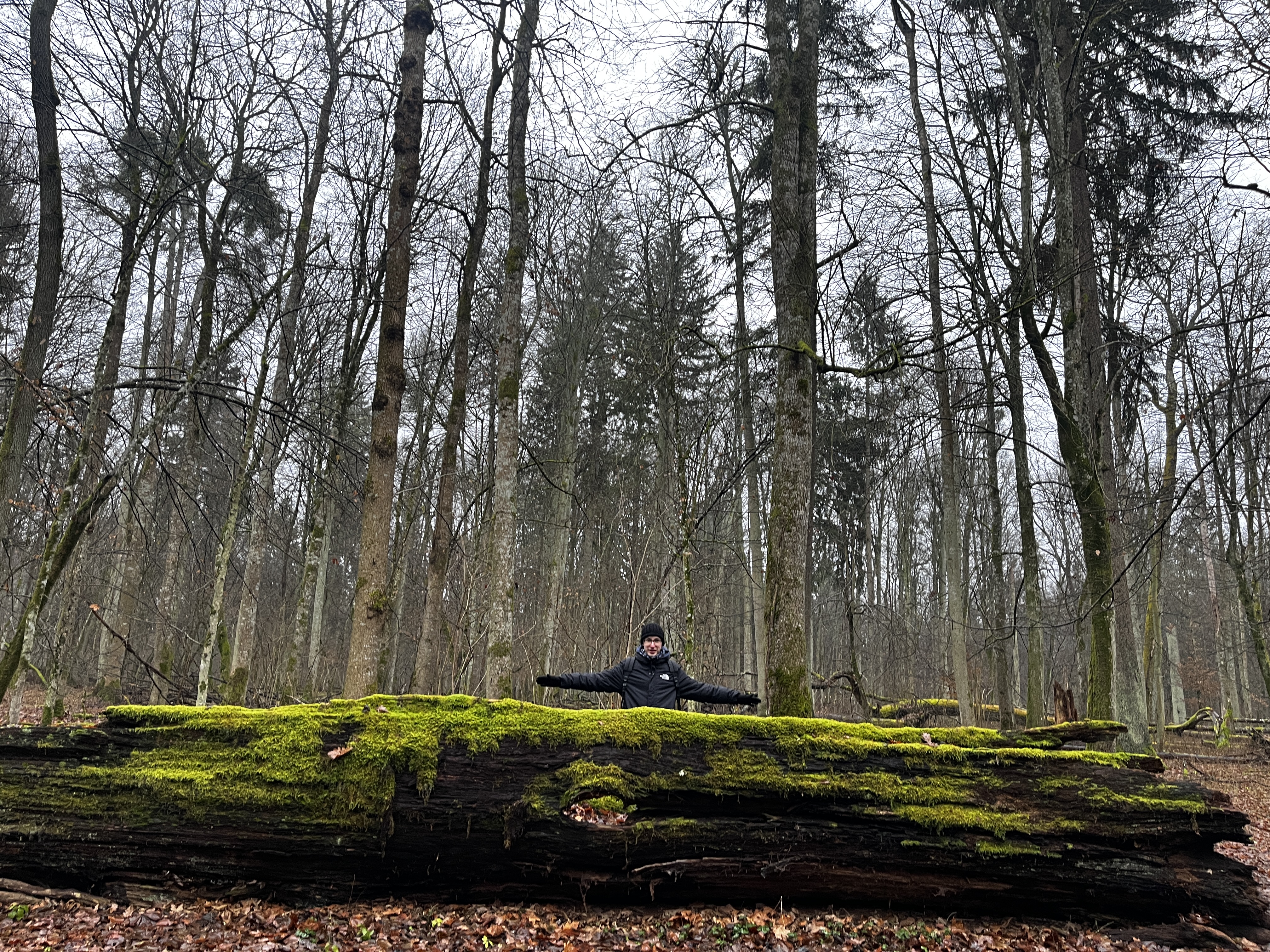 Białowieża forest walk